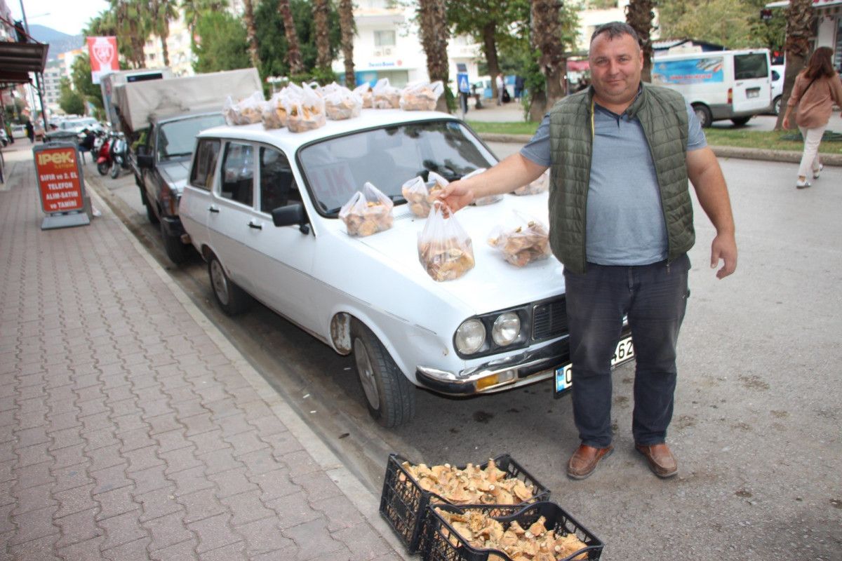 Kumluca'da Çam Mantarı: Doğal Üretim ve Fiyatlarla Yaşayan Geçim Hikayesi