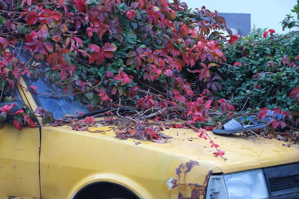 İzmir Karabağlar’da Park Halindeki Araca Ulaşamayan Çalı ve Kaderine Terk Edilen Otomobil