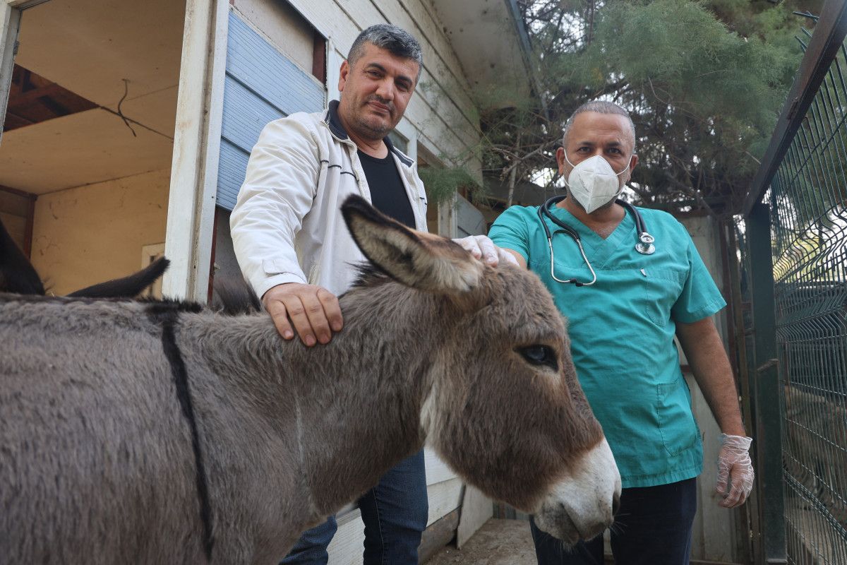 Antakya-Reyhanlı Yolunda Eşeğin Kaza Anı ve Sıpanın Koruma Altına Alınması