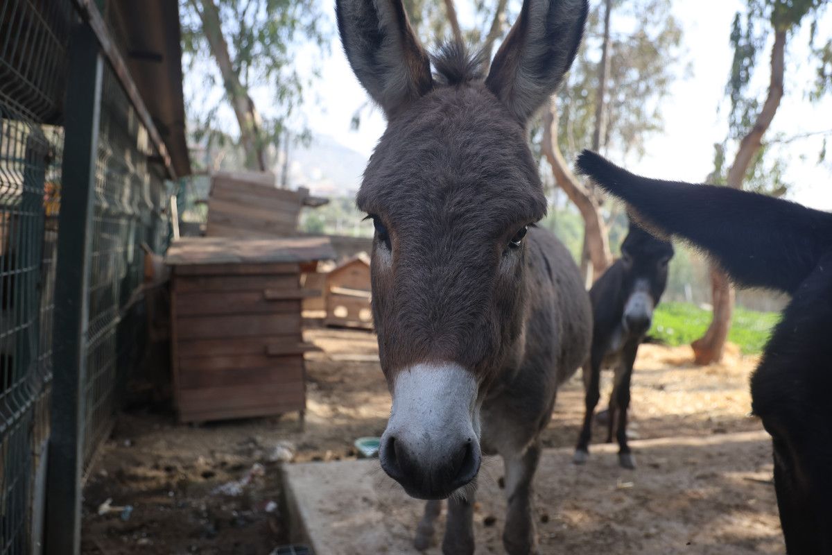 Antakya-Reyhanlı Yolunda Eşeğin Kaza Anı ve Sıpanın Koruma Altına Alınması