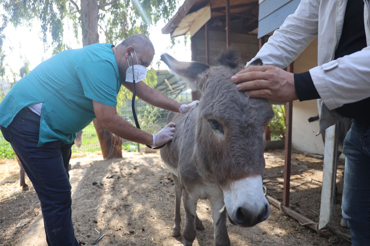 Antakya-Reyhanlı Yolunda Eşeğin Kaza Anı ve Sıpanın Koruma Altına Alınması