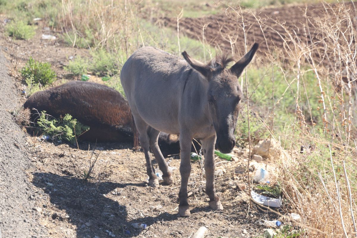 Antakya-Reyhanlı Yolunda Eşeğin Kaza Anı ve Sıpanın Koruma Altına Alınması