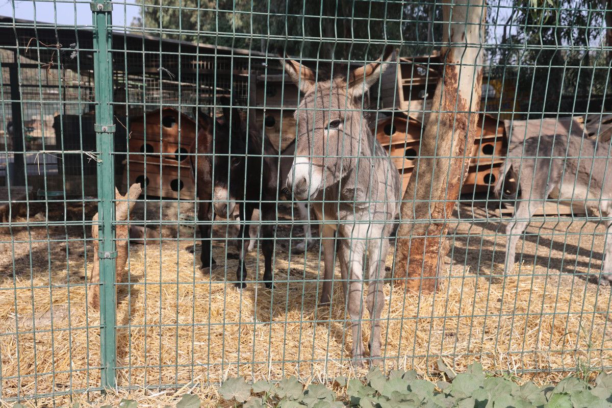 Antakya-Reyhanlı Yolunda Eşeğin Kaza Anı ve Sıpanın Koruma Altına Alınması