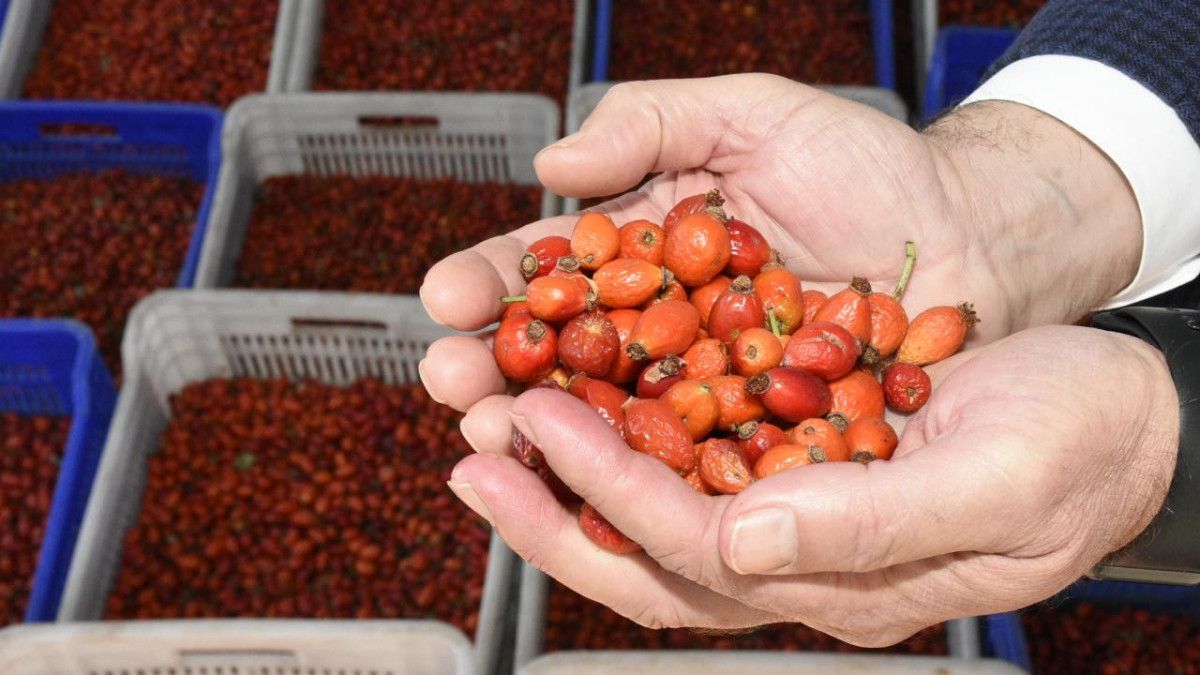 Kuşburnu: Kışa Hazırlıkta Doğal Şifa ve Geleneksel İşleme Süreci