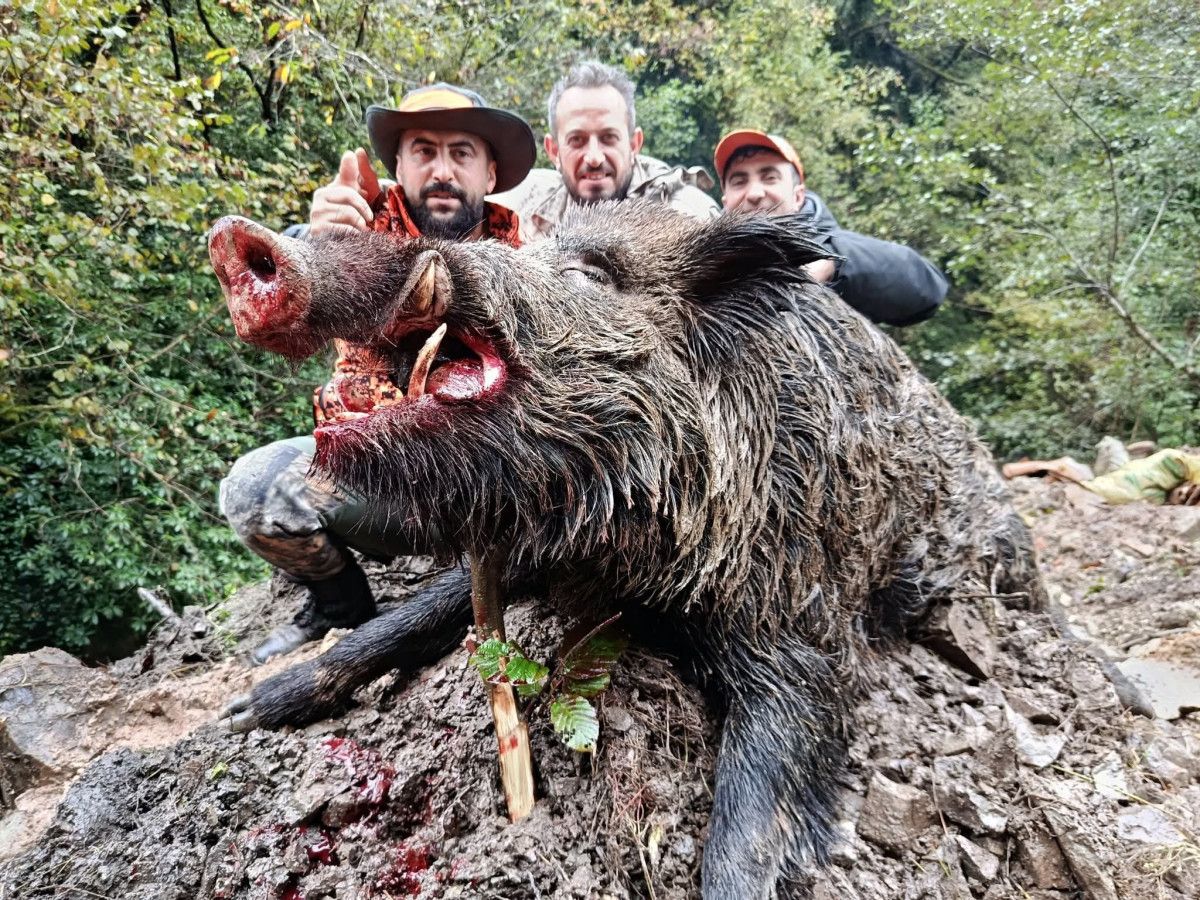 Yeşilyurt Vadisi'nde Av Gündemde: Av Köpeklerinin Desteğiyle Dev Yaban Domuzu Kontrol Altında