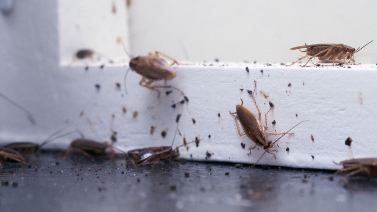 Hamam Böcekleri: Evde Karşılaşılan İçsel Tehlikenin Kaynakları ve Önleyici Adımlar