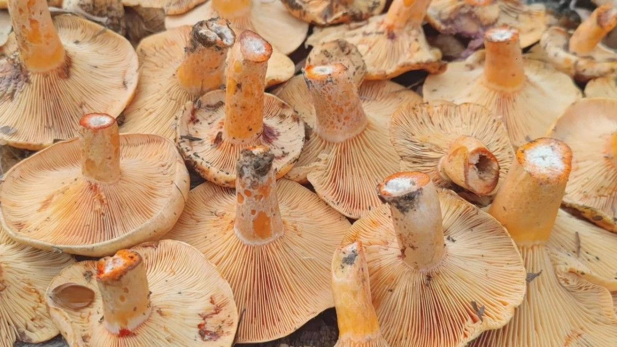 Kanlıca Mantarı: Gerçek ve Sahteyi Ayırt Etme Rehberi