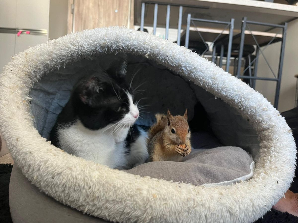 Yoda: Ankara’dan Yurtdışına Taşınacak Sincap Hastalıkla Mücadelesini Yeni Rehabilitasyon Merkezinde Sürdürüyor