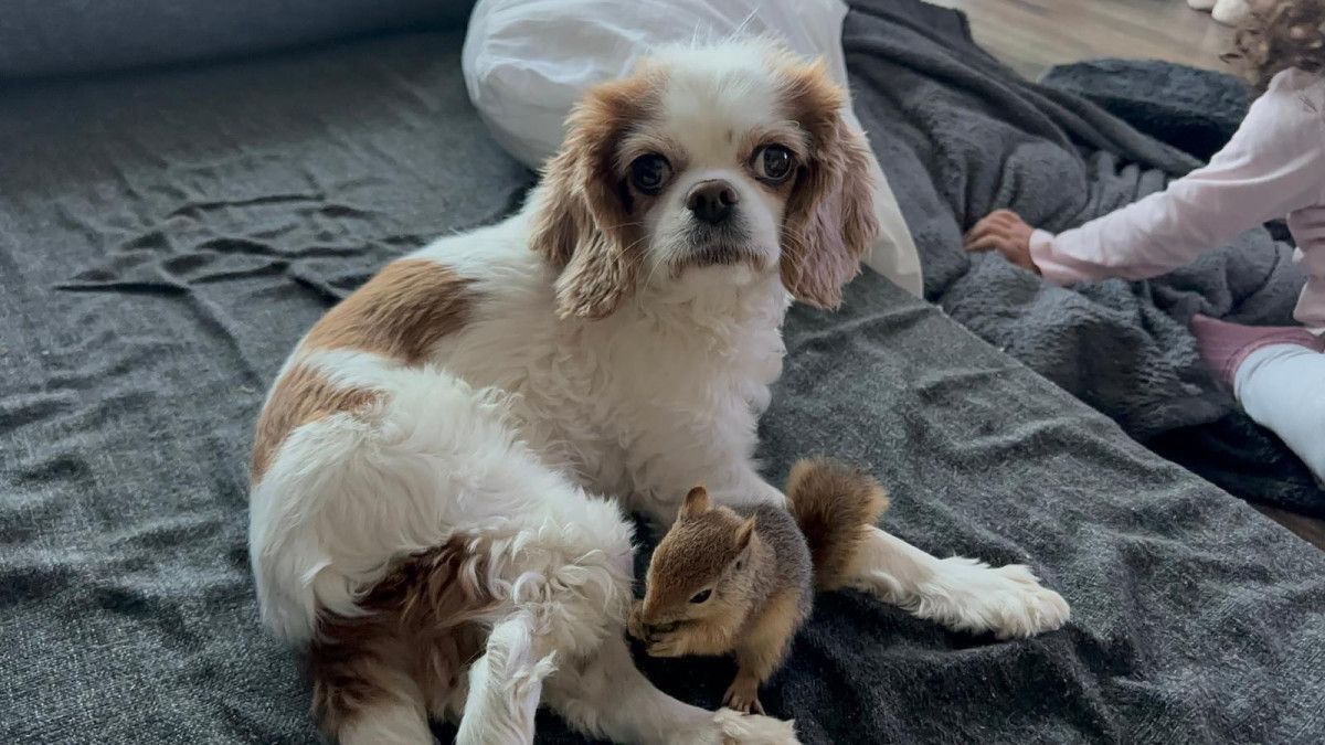 Yoda: Ankara’dan Yurtdışına Taşınacak Sincap Hastalıkla Mücadelesini Yeni Rehabilitasyon Merkezinde Sürdürüyor