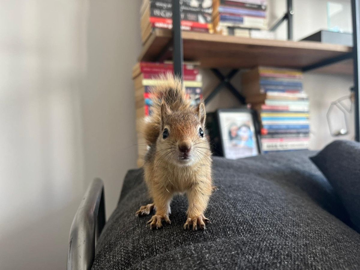 Yoda: Ankara’dan Yurtdışına Taşınacak Sincap Hastalıkla Mücadelesini Yeni Rehabilitasyon Merkezinde Sürdürüyor