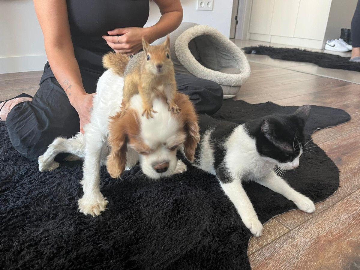 Yoda: Ankara’dan Yurtdışına Taşınacak Sincap Hastalıkla Mücadelesini Yeni Rehabilitasyon Merkezinde Sürdürüyor