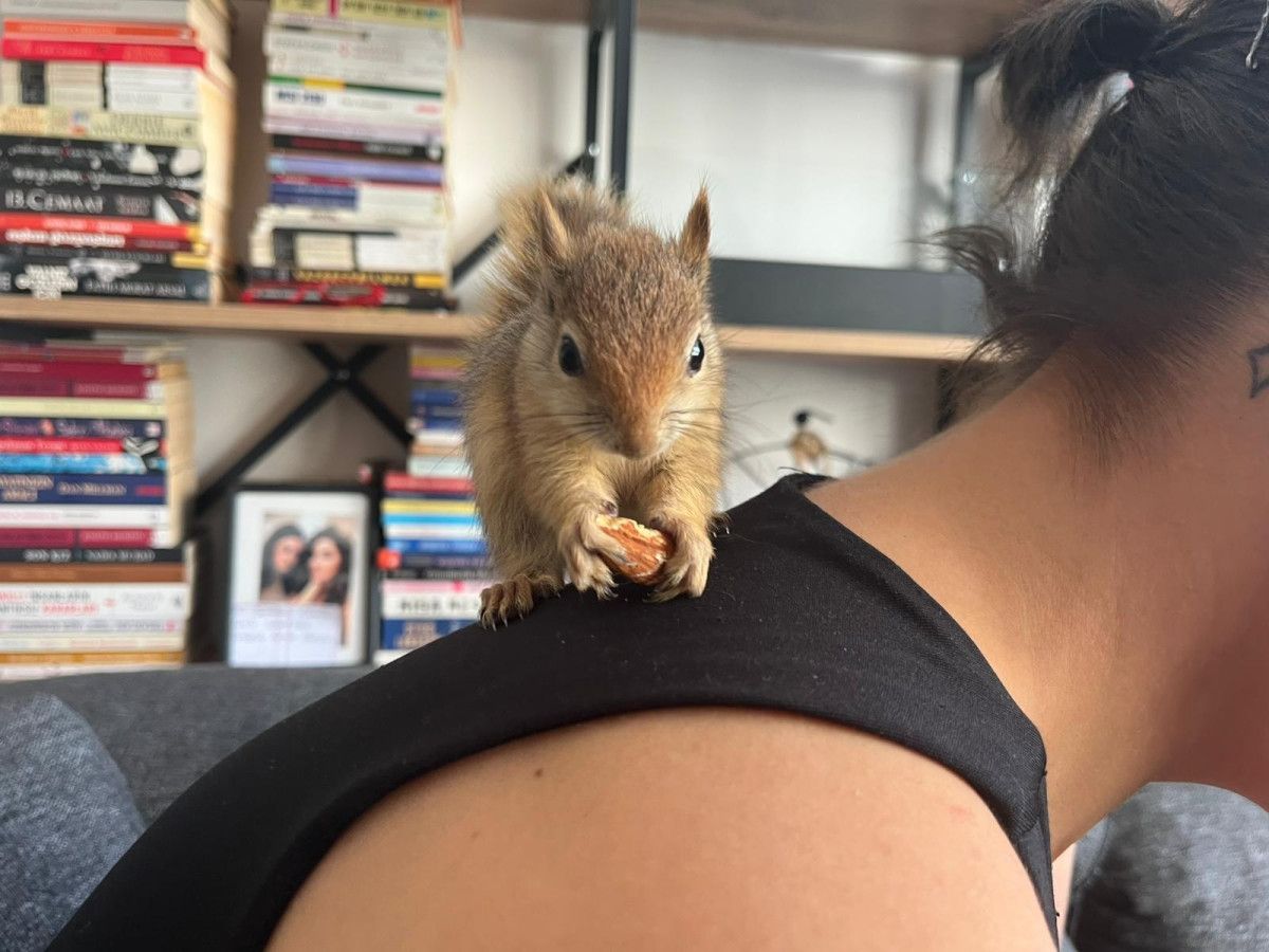 Yoda: Ankara’dan Yurtdışına Taşınacak Sincap Hastalıkla Mücadelesini Yeni Rehabilitasyon Merkezinde Sürdürüyor