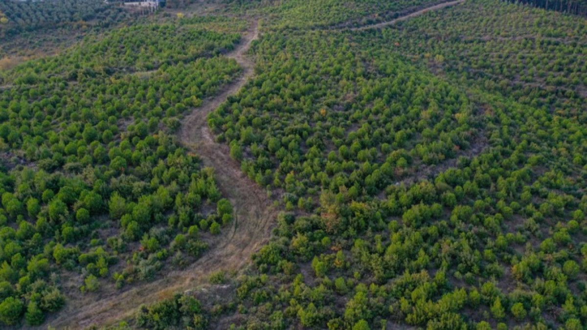 Göynüklü ve Çağrışan’da Ormanı Yeniden Şekillendiren Ağaçlandırma Hareketi: 158 Bin Fidanla Başarıya Yolculuk