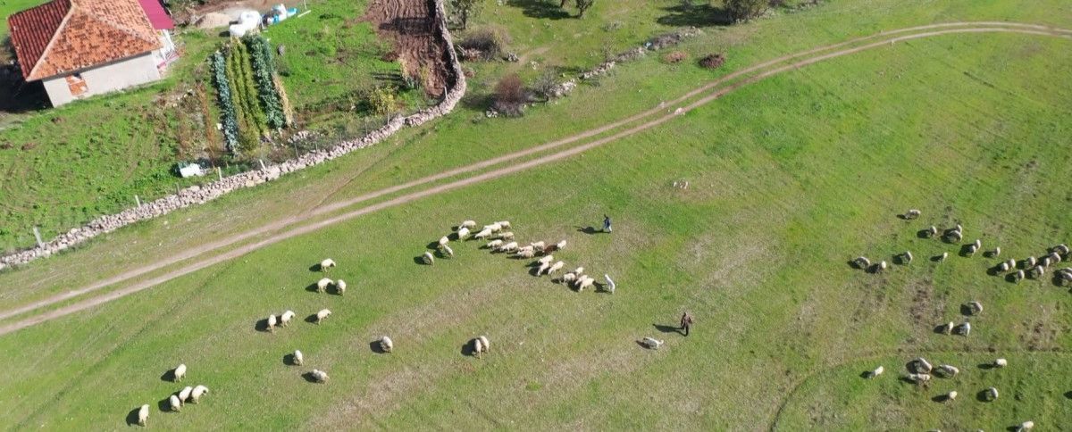 Küpeli Çoban: Sağırlar Köyünden Genç Girişimcinin Hayvancılık Serüveni
