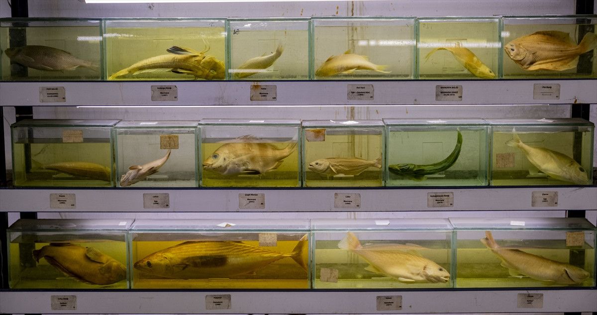 Türkiye Denizlerindeki Balık Çeşitliliği ve Yönetim Stratejileri: Kayıplar, Denetim ve Koruma Alanları