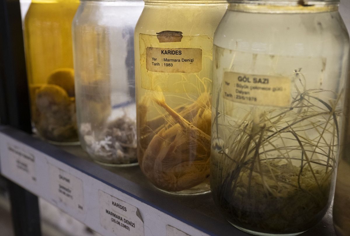 Türkiye Denizlerindeki Balık Çeşitliliği ve Yönetim Stratejileri: Kayıplar, Denetim ve Koruma Alanları