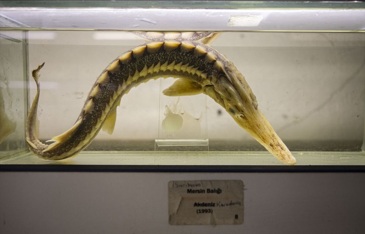 Türkiye Denizlerindeki Balık Çeşitliliği ve Yönetim Stratejileri: Kayıplar, Denetim ve Koruma Alanları