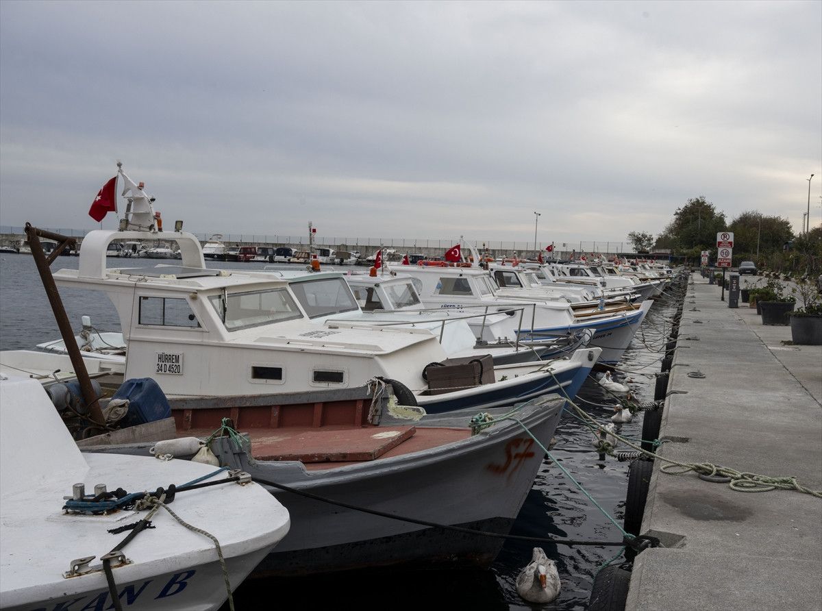 Türkiye Denizlerindeki Balık Çeşitliliği ve Yönetim Stratejileri: Kayıplar, Denetim ve Koruma Alanları