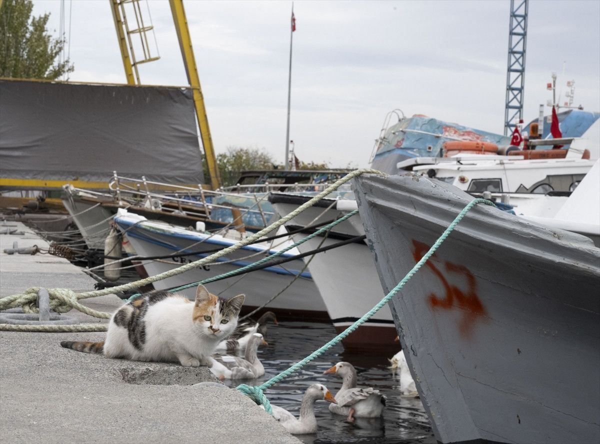 Türkiye Denizlerindeki Balık Çeşitliliği ve Yönetim Stratejileri: Kayıplar, Denetim ve Koruma Alanları