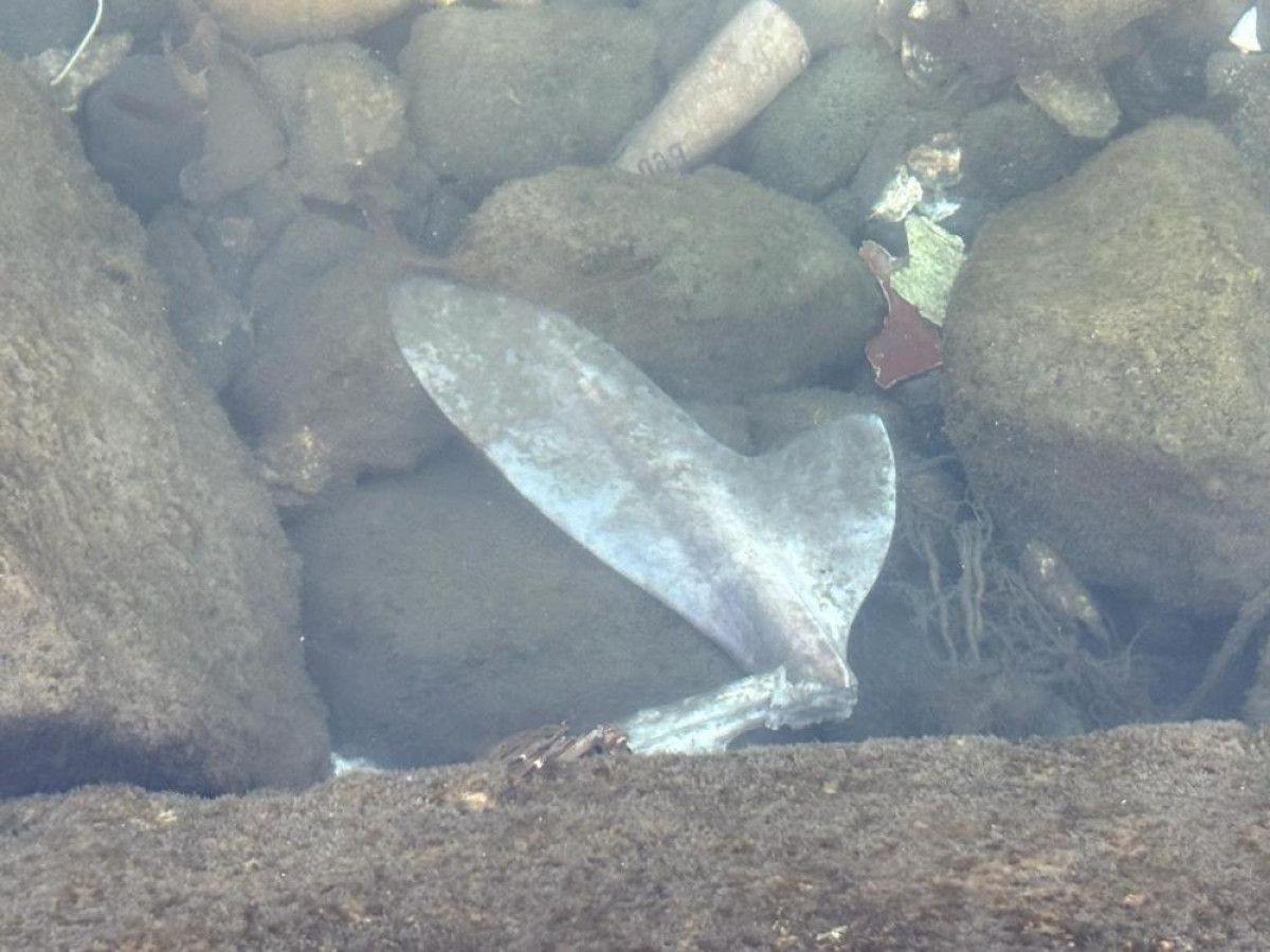 Trabzon Darıca Limanı’nda Parçalanmış Köpekbalığı ve Artan Veya Tehlike Oluşturan Görüntüler