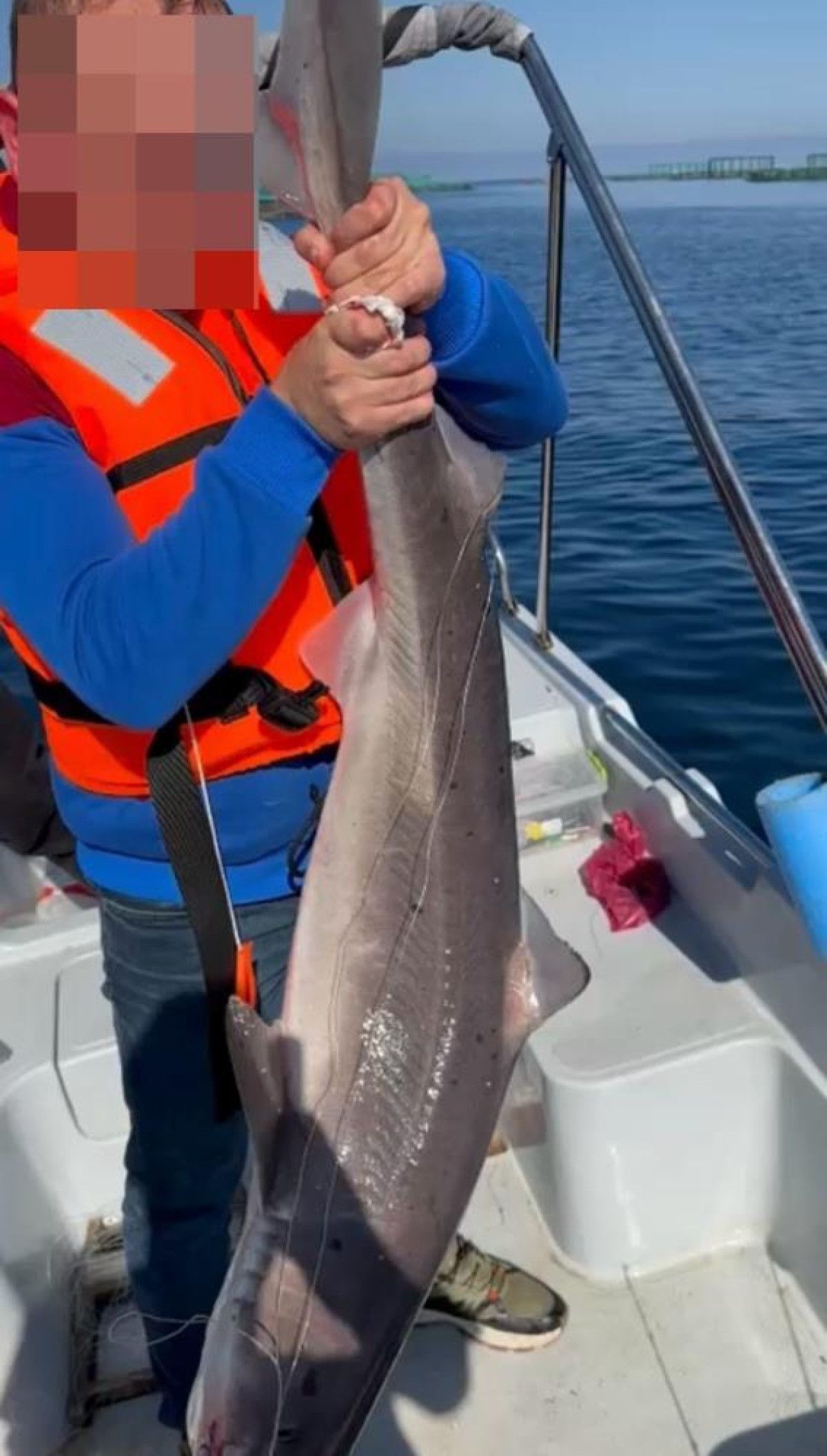 Trabzon Darıca Limanı’nda Parçalanmış Köpekbalığı ve Artan Veya Tehlike Oluşturan Görüntüler
