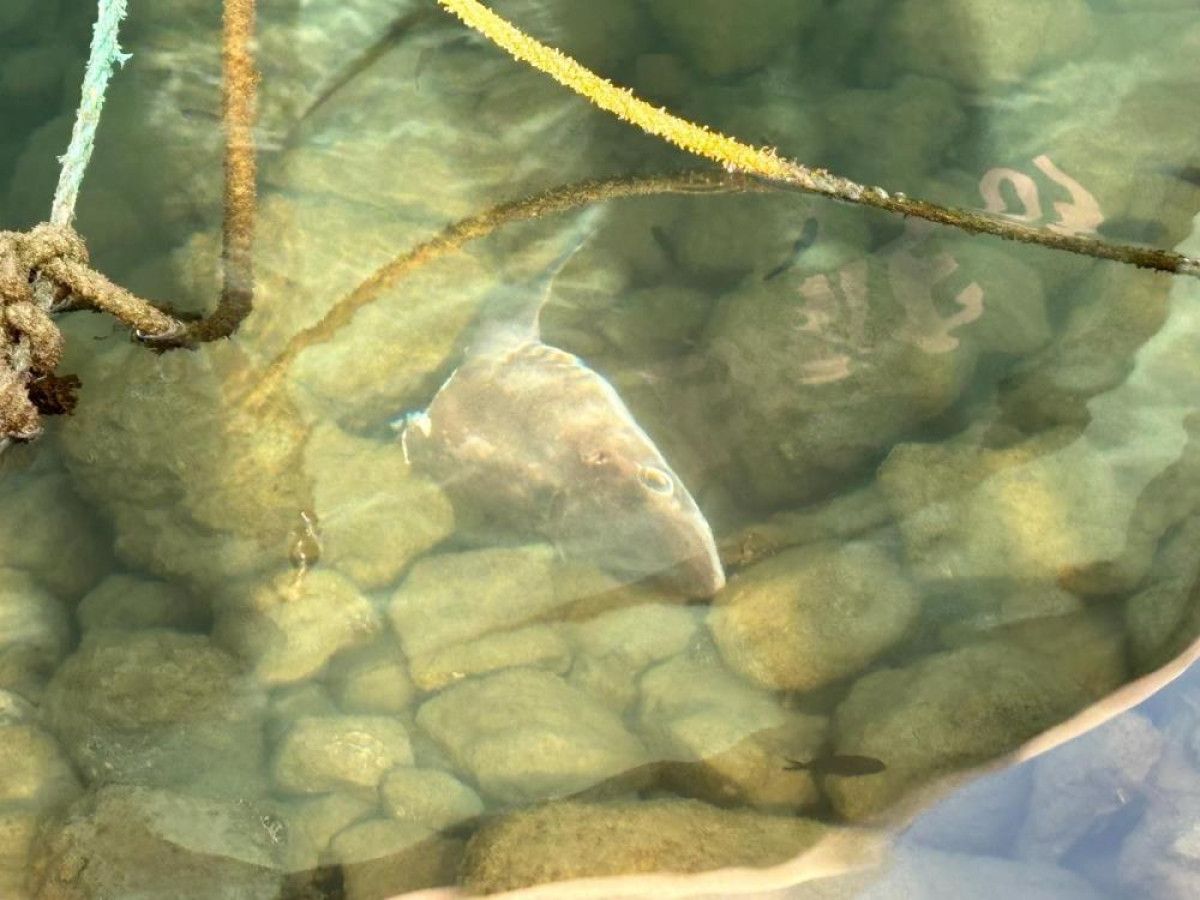 Trabzon Darıca Limanı’nda Parçalanmış Köpekbalığı ve Artan Veya Tehlike Oluşturan Görüntüler