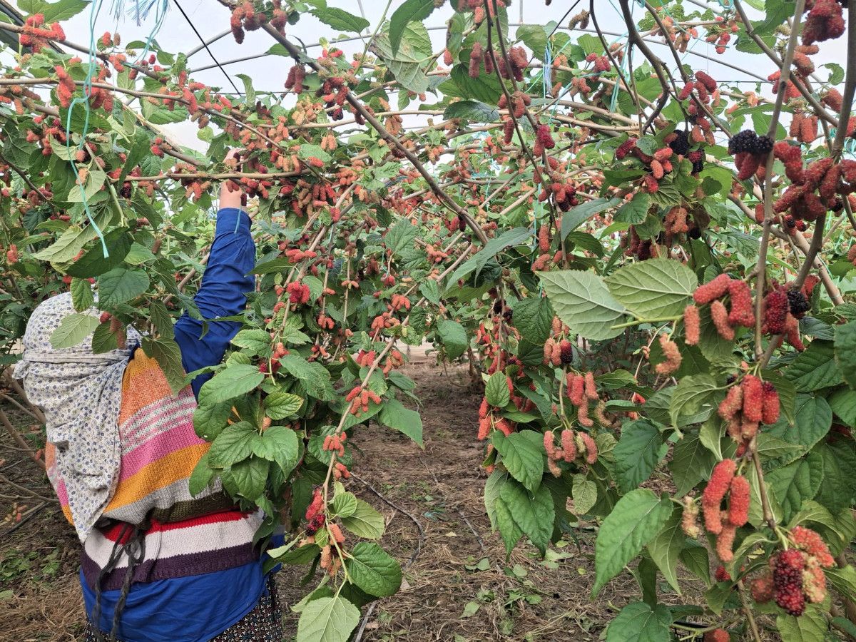Silifke Ovası Karadut Hasadı: Yüzde 70 İhracat, Yerli Pazar ve Verimli Sezon