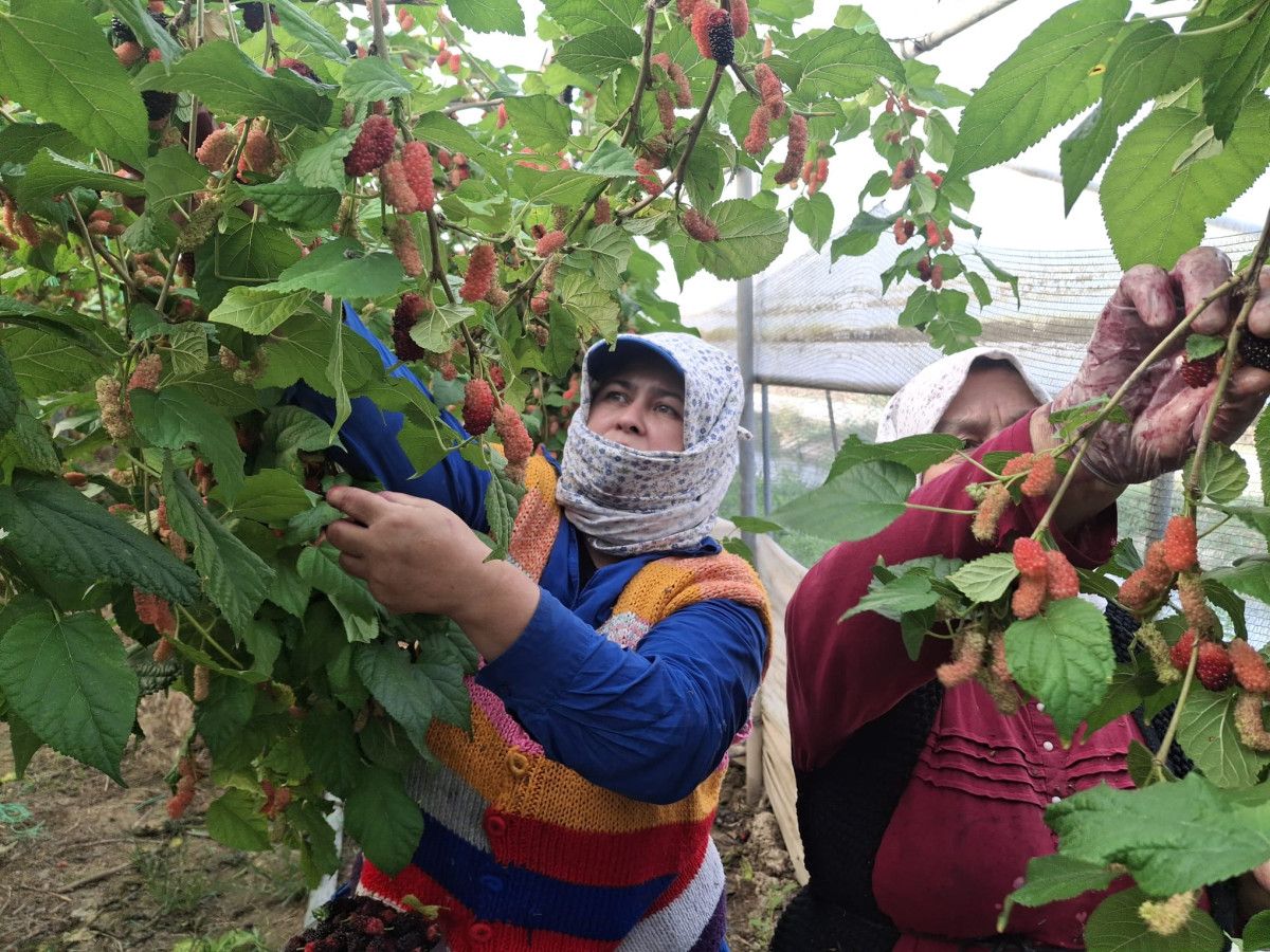 Silifke Ovası Karadut Hasadı: Yüzde 70 İhracat, Yerli Pazar ve Verimli Sezon