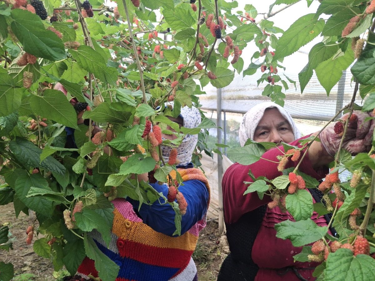 Silifke Ovası Karadut Hasadı: Yüzde 70 İhracat, Yerli Pazar ve Verimli Sezon