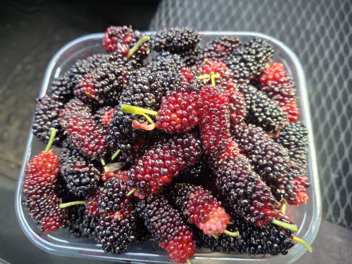 Silifke Ovası Karadut Hasadı: Yüzde 70 İhracat, Yerli Pazar ve Verimli Sezon