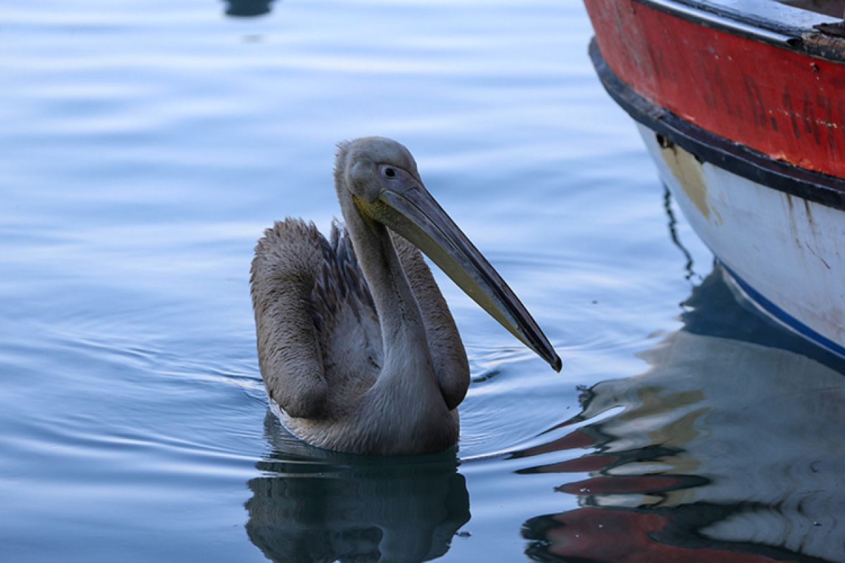 Pelikanla Yakın Günler: Balıkçı Tekin Uçar ve Suzi Arasındaki Bağ