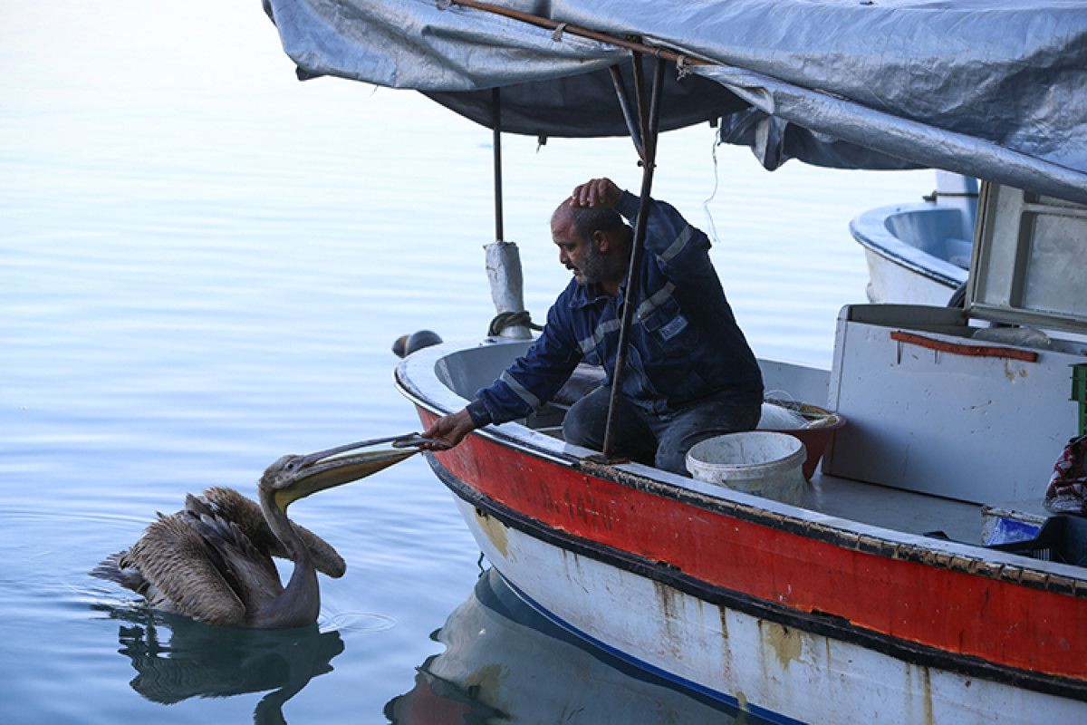 Pelikanla Yakın Günler: Balıkçı Tekin Uçar ve Suzi Arasındaki Bağ