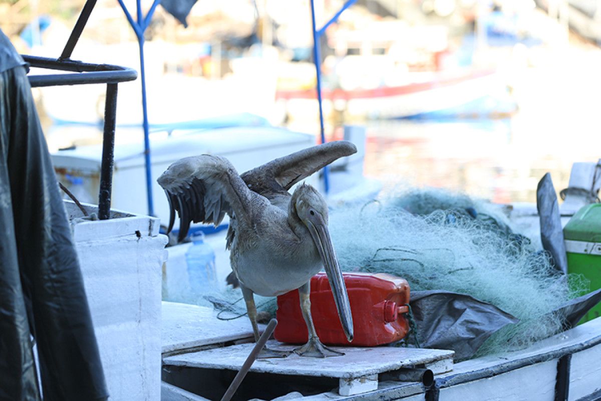 Pelikanla Yakın Günler: Balıkçı Tekin Uçar ve Suzi Arasındaki Bağ