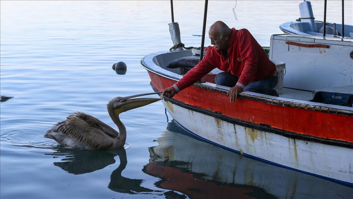 Pelikanla Yakın Günler: Balıkçı Tekin Uçar ve Suzi Arasındaki Bağ