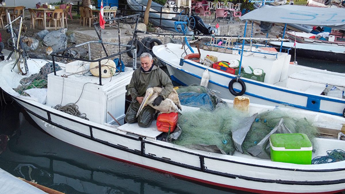Pelikanla Yakın Günler: Balıkçı Tekin Uçar ve Suzi Arasındaki Bağ
