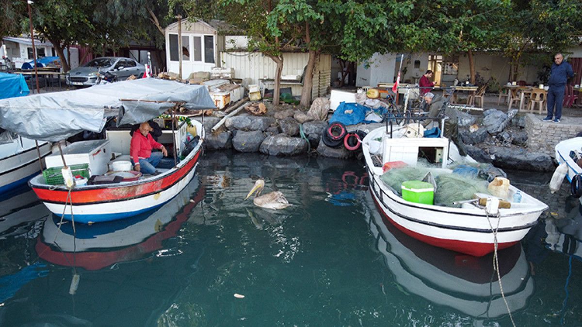 Pelikanla Yakın Günler: Balıkçı Tekin Uçar ve Suzi Arasındaki Bağ