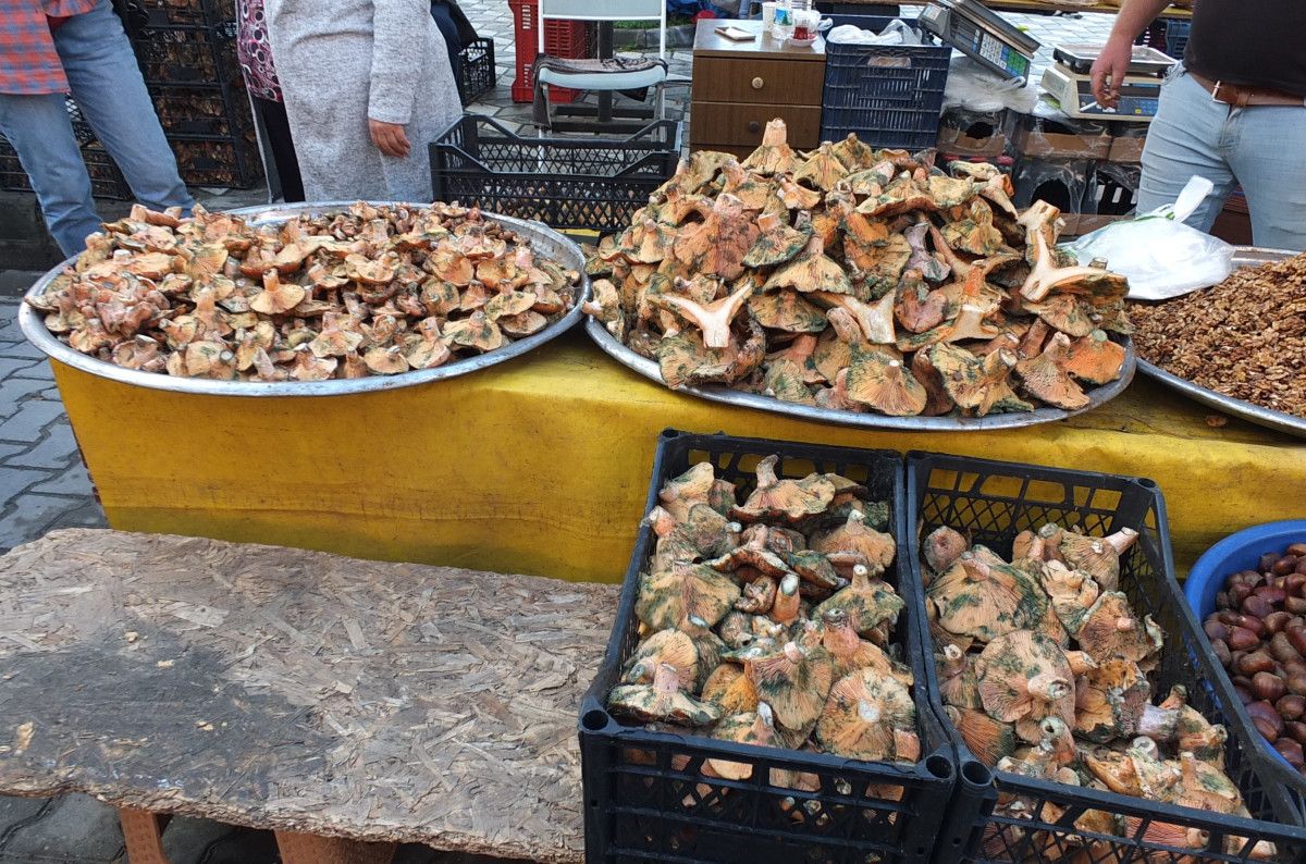 Burhaniye'de Melki Mantarı Bereketi: Yağışlar Hasadı ve Fiyat Değişimi