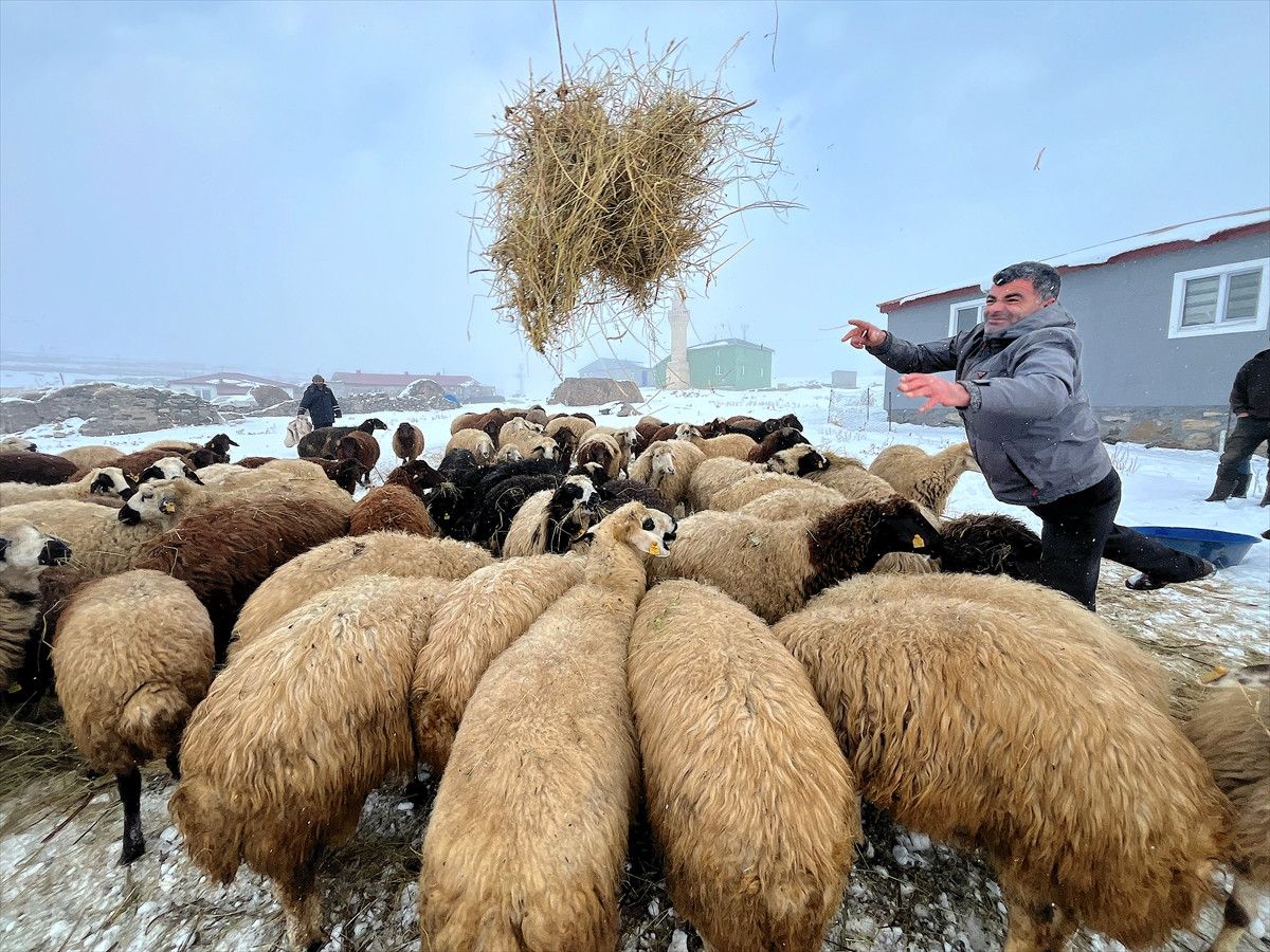 Gölbaşı Köyünde Yoğun Kar Koşullarıyla Yapılan Hayvancılık Muhasebesi