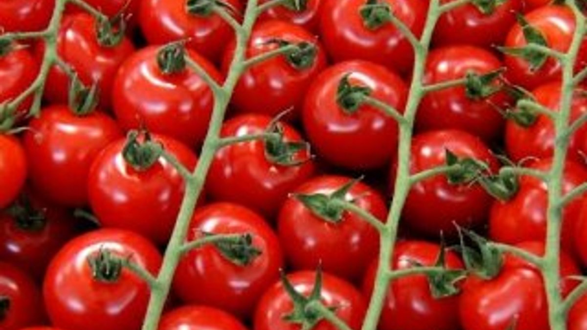 Rusya, Türkiye'den aldığı domatesi 2'ye katladı