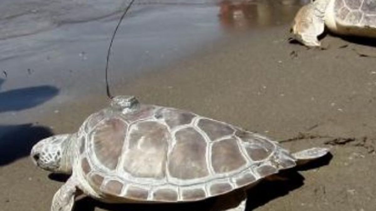 Muğla'da caretta caretta 6 bin kilometre yol yaptı