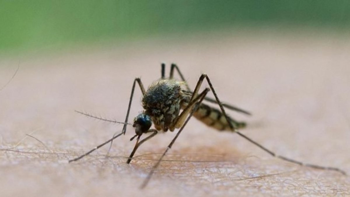 Sivrisinek ilacında koronavirüsü öldüren madde bulundu