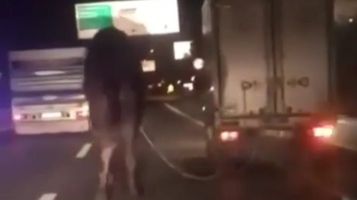 Bursa'da kamyona bağlanan deve, koruma altına alındı