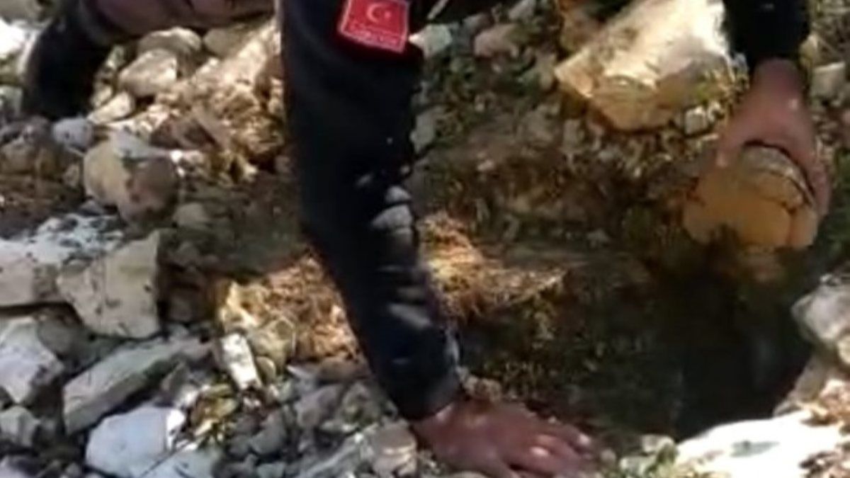 Kocaeli'de kuyuya düşen kaplumbağaları güvenlik görevlileri kurtardı