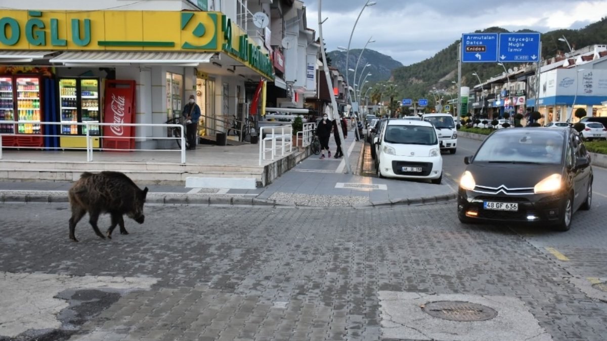 Marmaris sokaklarında gezen domuzlar