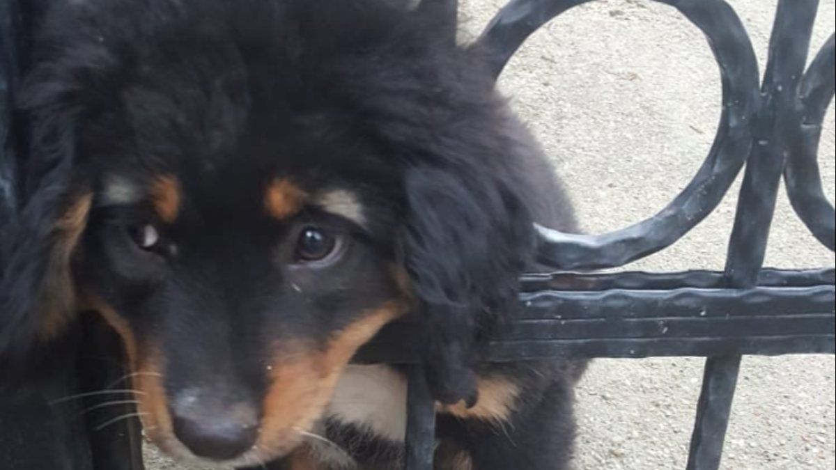 Muğla'da yavru köpeğin yaramazlığı başına iş açtı