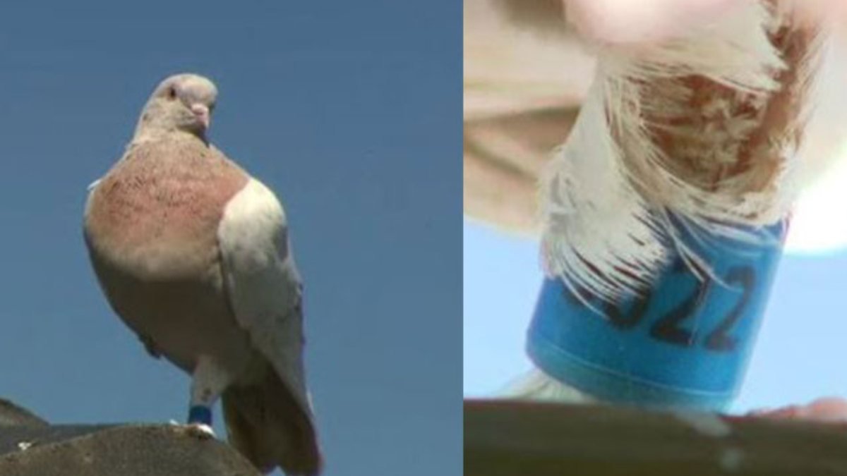 Avustralya’da öldürülmesine karar verilen güvercin kurtuldu