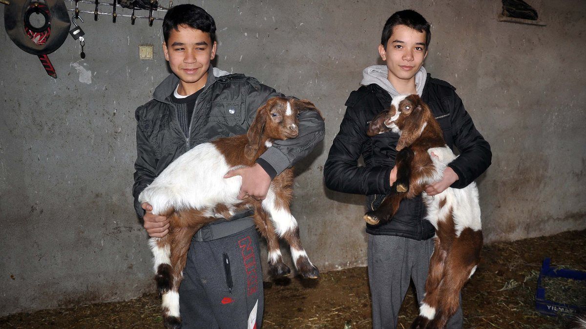 Osmaniye’de çift cinsiyetli ikiz oğlak doğdu
