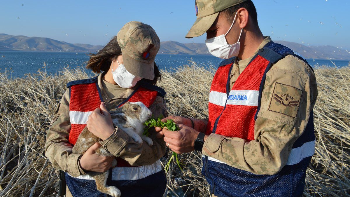 Hazar Gölü adacığındaki tavşanlara jandarma bakıyor