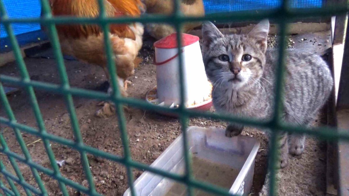 Trabzon'da yavru kedi, tavuk kümesinde yaşıyor