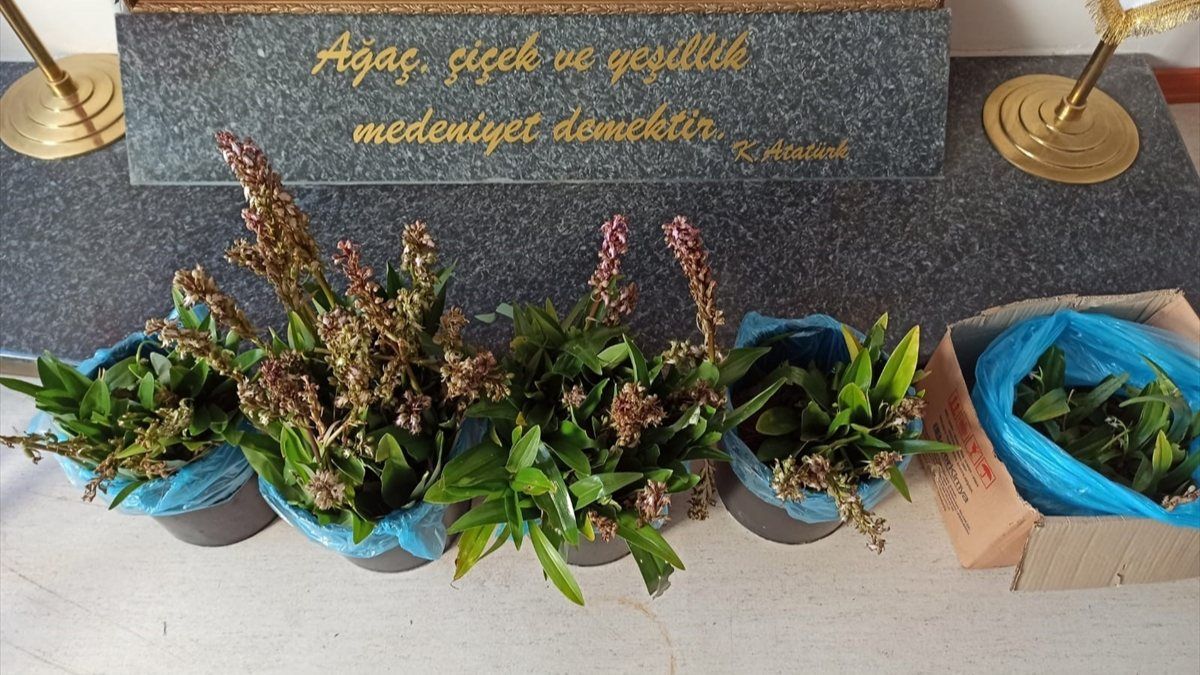 Orkide toplamak pahalıya patladı